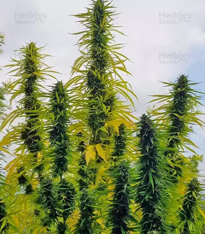 Mango Sapphire (Humboldt Seeds Organization)