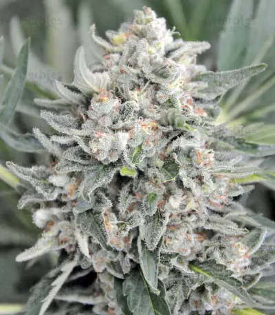 Pineapple Skunk Seeds