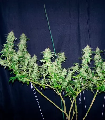 Spiritual Punk (Samsara Seeds)