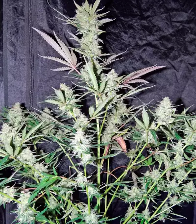 Skunk Auto (Strain Hunters)