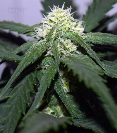 Tangie'matic Auto Seeds