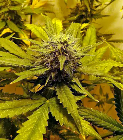 White Widow Autoflowering feminized seeds