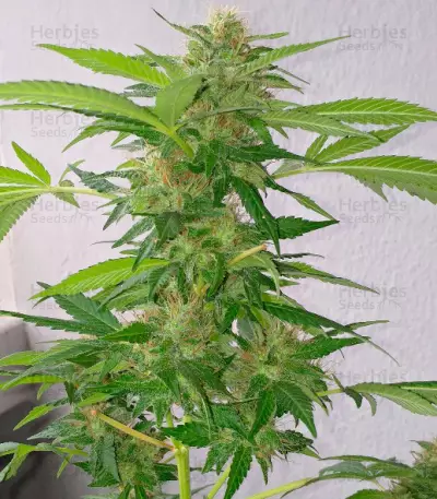 White Widow feminized seeds (Vision Seeds)