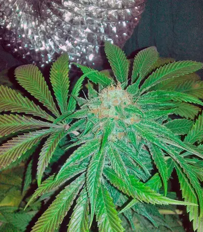 King’s Kush Seeds