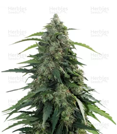 Buddha Syrup Auto (Buddha Seeds) Cannabis-Samen