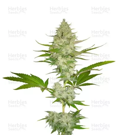 Graines de cannabis Candy Kush Express (Fast Flowering) (RQS)