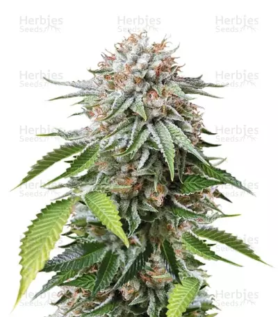 Mango Sapphire (Humboldt Seeds) Cannabis-Samen