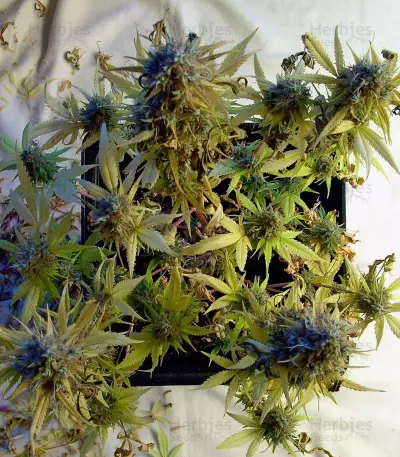 Wappa feminized seeds