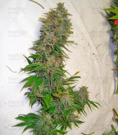 Afrodite cannabis strain