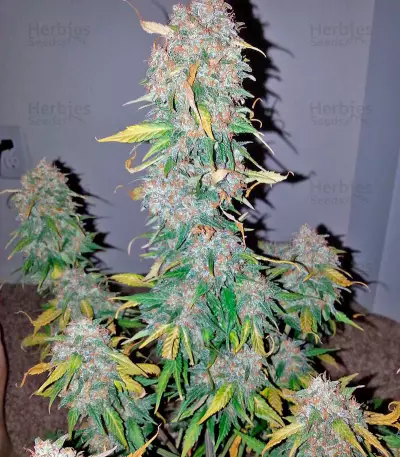Auto Hashchis Berry (Auto Cheese Berry) Seeds