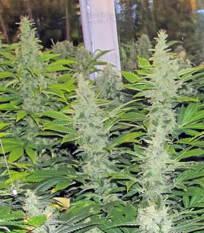 Diesel Glue (BCN Diesel) (Kannabia Seeds)