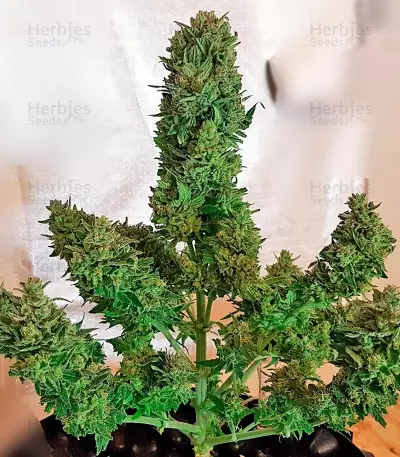 Blow Mind Auto Seeds