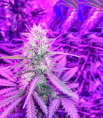 Blueberry Kush Automatic Seeds