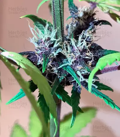 Buddha Purple Kush Auto feminized seeds