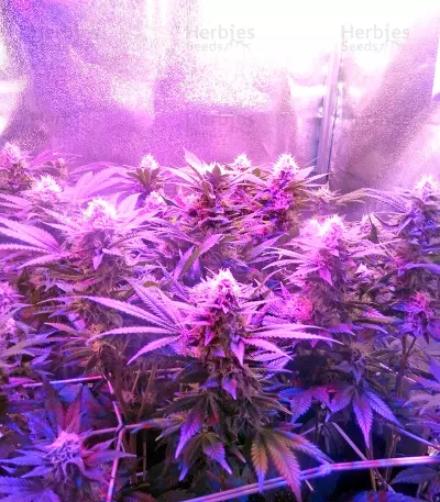 Chocolate Cream Seeds