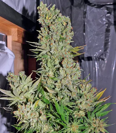Chronic Seeds