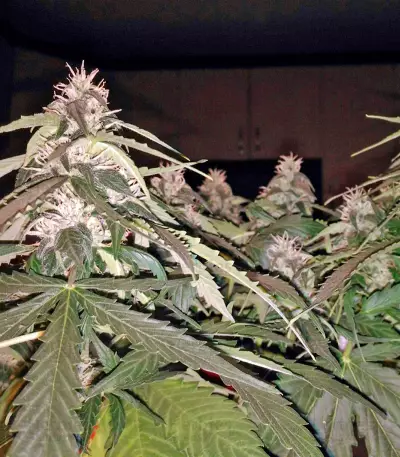 Fruit Punch Auto (Heavyweight Seeds)