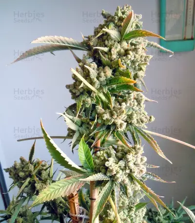 Laughing Buddha feminized seeds
