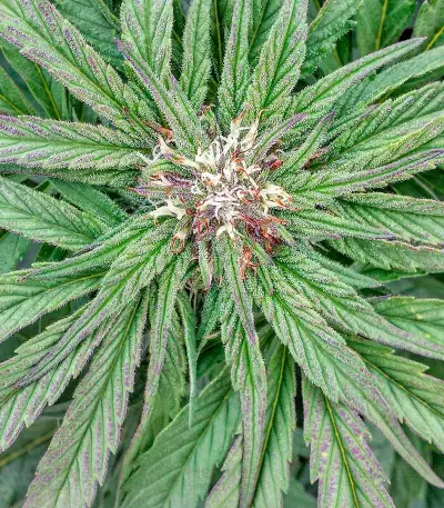 Semi femminizzati Master Kush (Humboldt Seeds Organization)