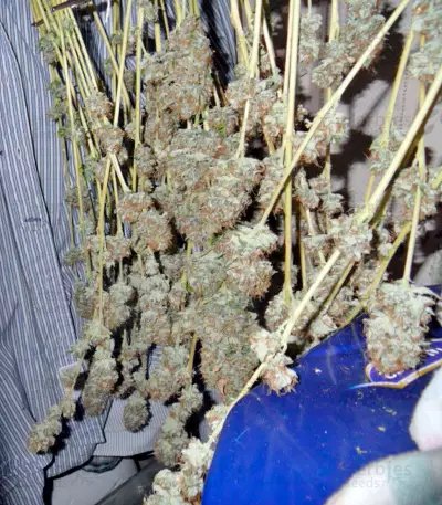 Graines de cannabis Mazar X Great White Shark (World of Seeds)