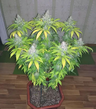 Graines de cannabis Mazar regular (Dutch Passion)