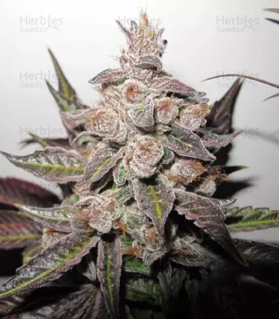 Mendocino Purple Kush (Medical Seeds)