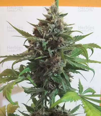 Mendocino Purple Kush (Medical Seeds)