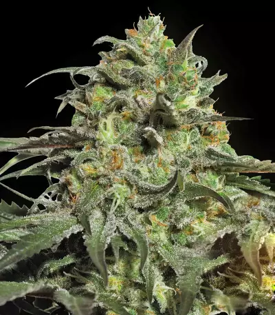 Peyote Cookies strain