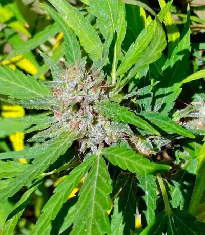 South African Kwazulu strain