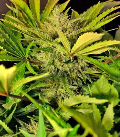 S.A.D. Sweet Afgani Delicious Auto Seeds