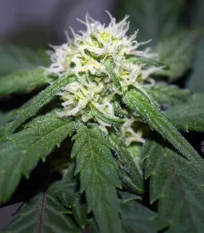 Tangie'matic Auto Seeds