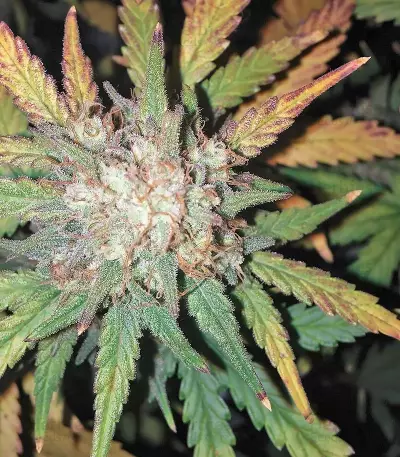 West Coast O.G. Auto Seeds
