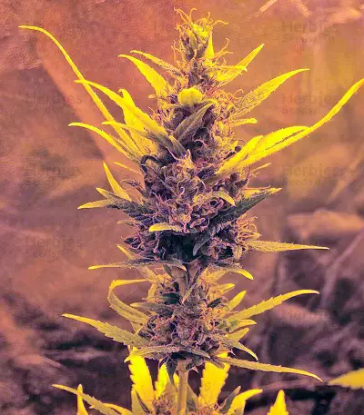 White Widow XXL Autoflowering feminized seeds