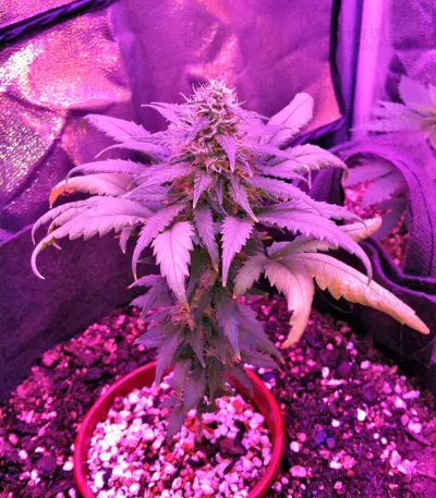 Amnesia Seeds (World of Seeds)