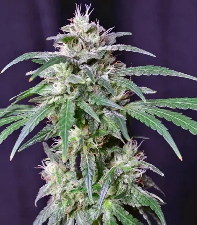 Crystal Candy feminized seeds