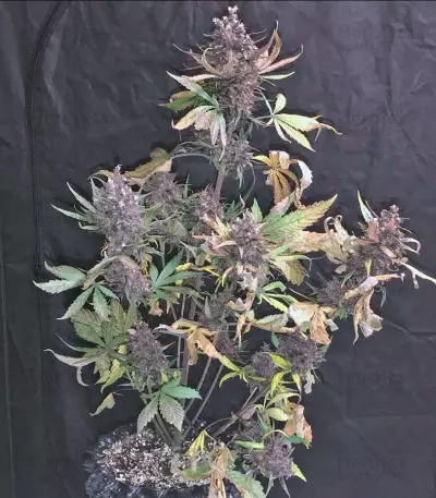 Semi femminizzati Devil Cream Auto