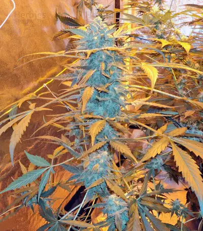 K-Train feminized seeds