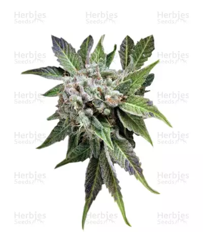 Blue Pyramid (Pyramid Seeds) Cannabis-Samen