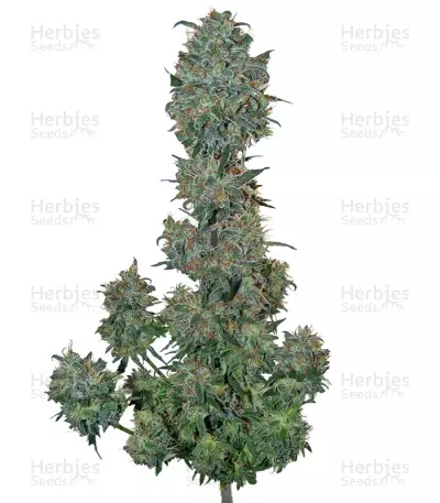 Graines de cannabis Sweet Special F1 Fast version (Sweet Seeds)