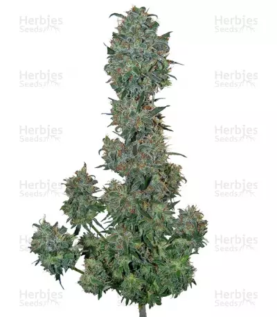 Buy Sweet Special F1 Fast version feminized seeds