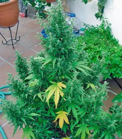 Speed Devil Seeds