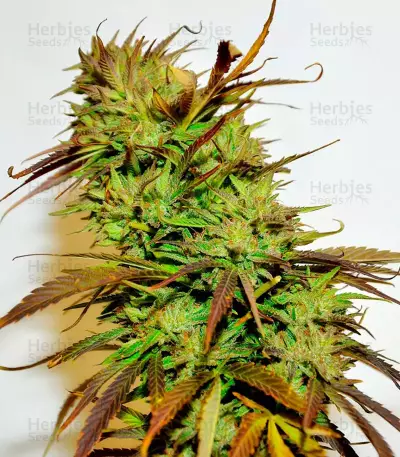 Krystalica Seeds