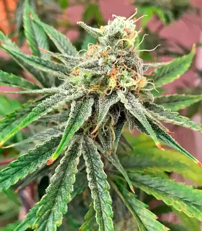 Strawberry Cake Seeds