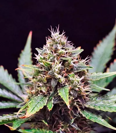 Sweet Skunk F1 Fast Version (Sweet Seeds)