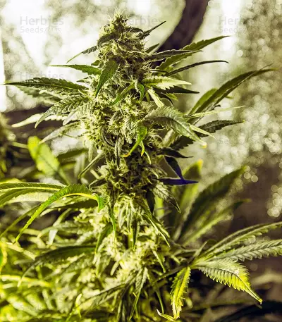 White Widow regular (Dutch Passion)