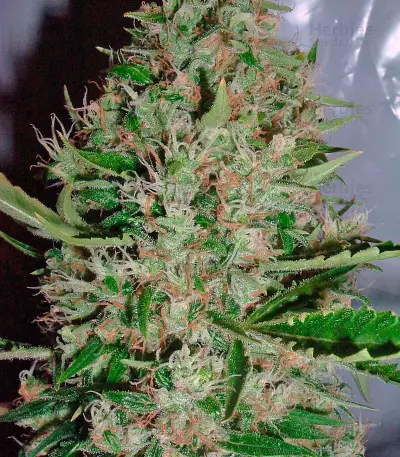 White Widow X The Ultimate Regular seeds