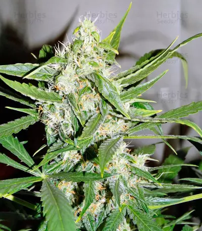 Graines de cannabis Auto Wembley (Pyramid Seeds)
