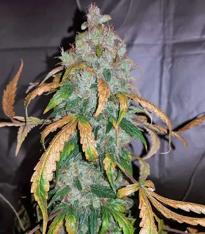 Auto White Widow Seeds (Pyramid Seeds)