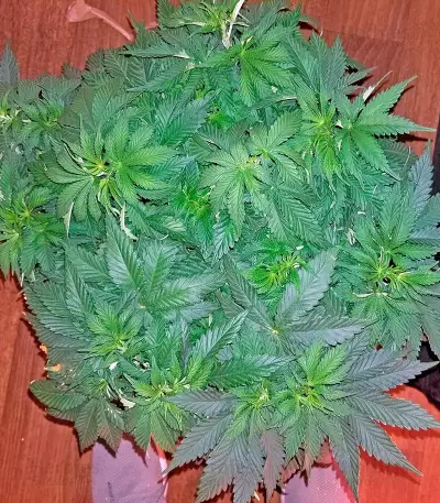 Blackberry feminized seeds