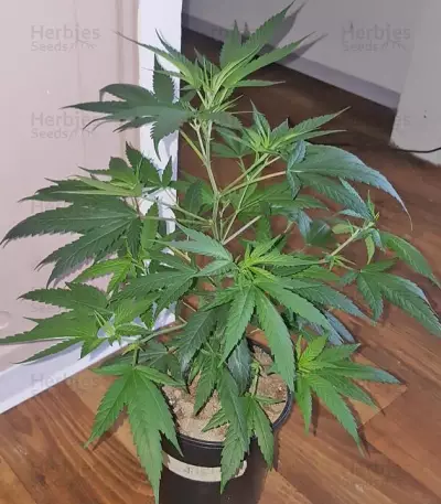 Kali & the Chocolate Factory (KFC Seeds)
